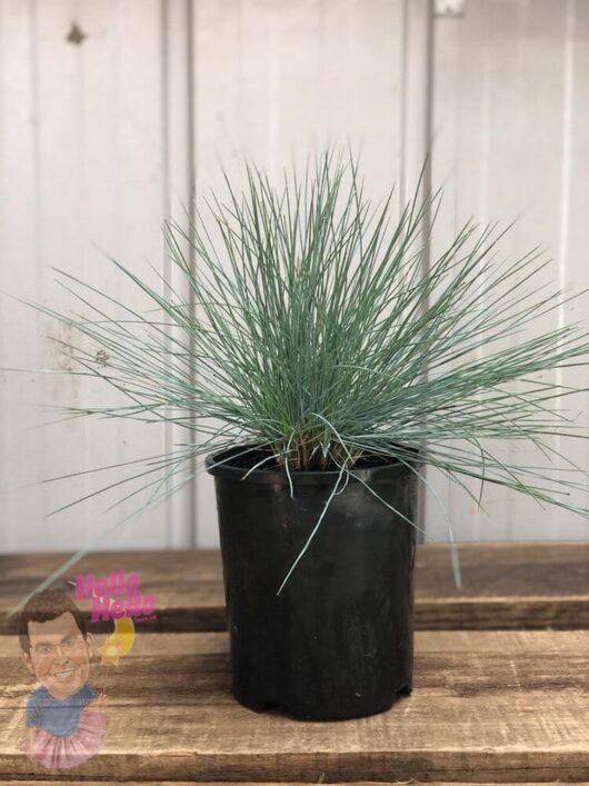 Elijah Blue Fescue 6" Pot @ Hello Hello Plants