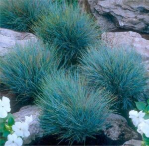 Festuca 'Elijah Blue' Fescue Grass clusters surrounded by rocky terrain and white flowers.