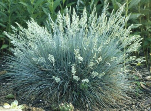 Dense clump of Festuca 'Elijah Blue' fescue grass 6" pot with light green flowering stalks, surrounded by taller green plants in a garden setting.