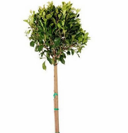 Ficus hillii 'Flash' (Standard 90cm) 8" Pot Growers Flash Sale!