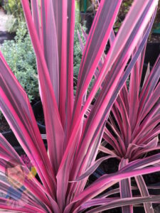 Cordyline Pink Passion 8" Pot