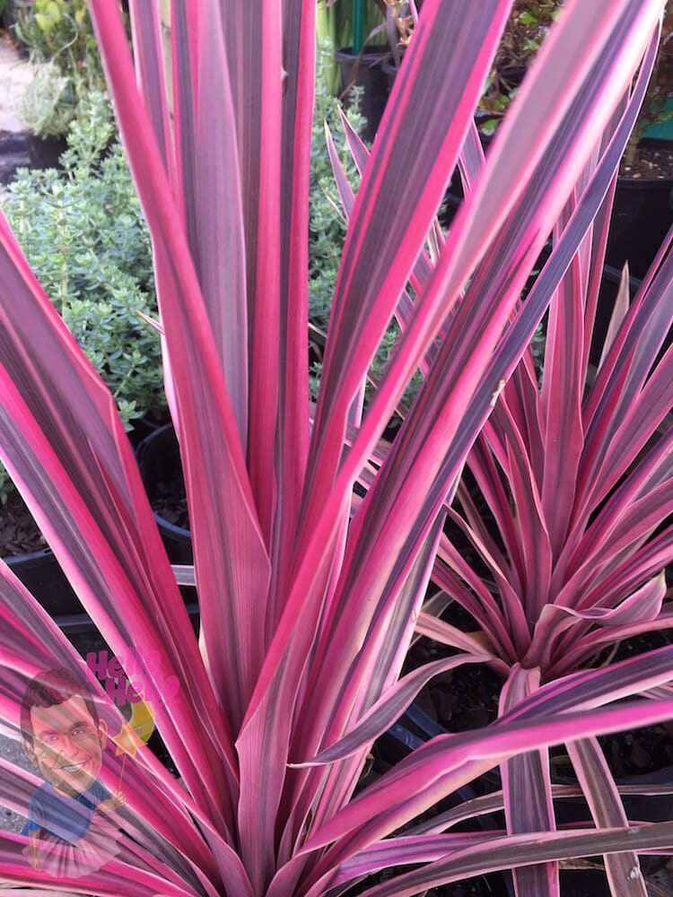 Cordyline 'Pink Passion' 8" Pot - Hello Hello Plants ...