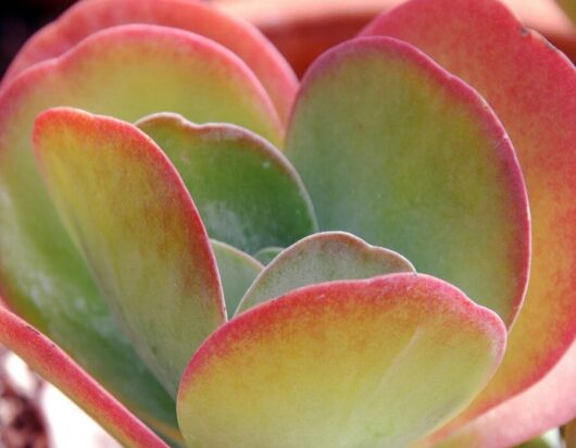 Close-up of a colorful Kalanchoe 'Flapjacks' succulent plant with thick green and red-tipped leaves.