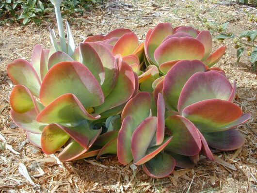 A succulent plant with thick, broad leaves featuring purple tips, known as Kalanchoe 'Flapjacks' Succulent, growing in mulched soil under bright sunlight.