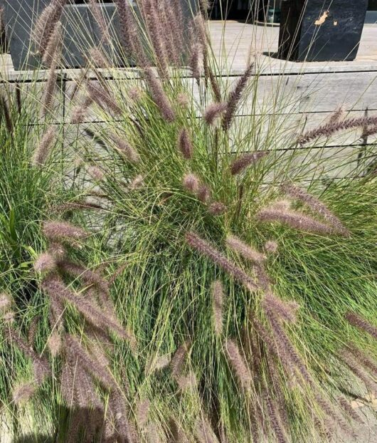 Pennisetum setaceum 'Green Fountain Grass' 6" Pot