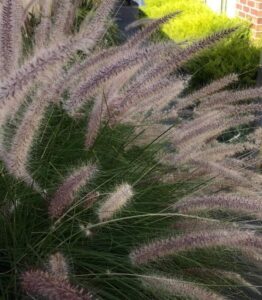 Close-up of Pennisetum setaceum 'Green Fountain Grass' with feathery plumes and green foliage basking in sunlight.