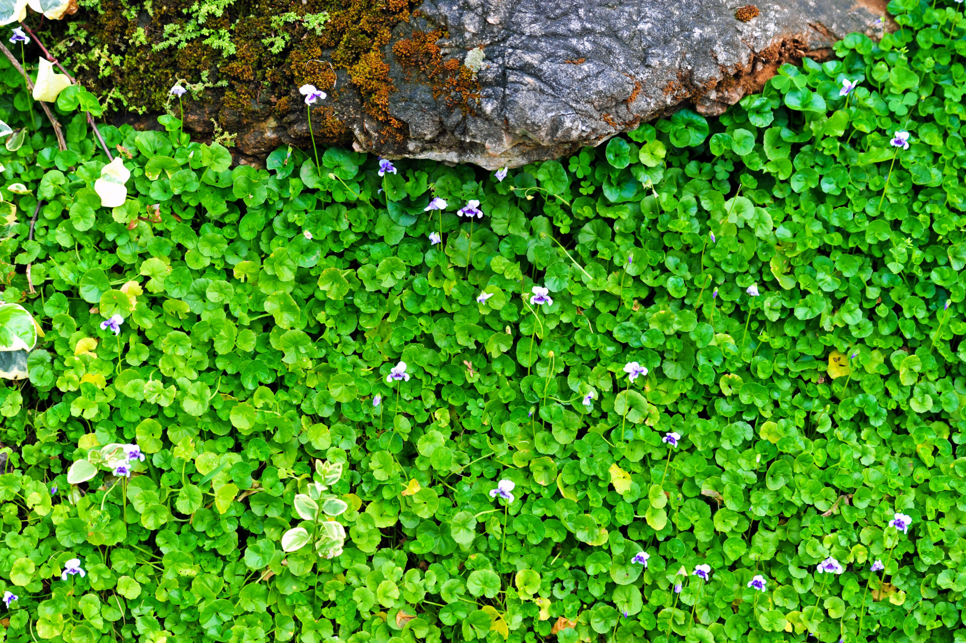 Excellent Australian native groundcover Native Violet