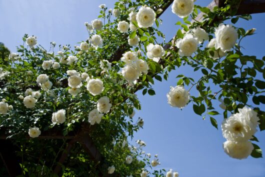 A climbing iceberg rose