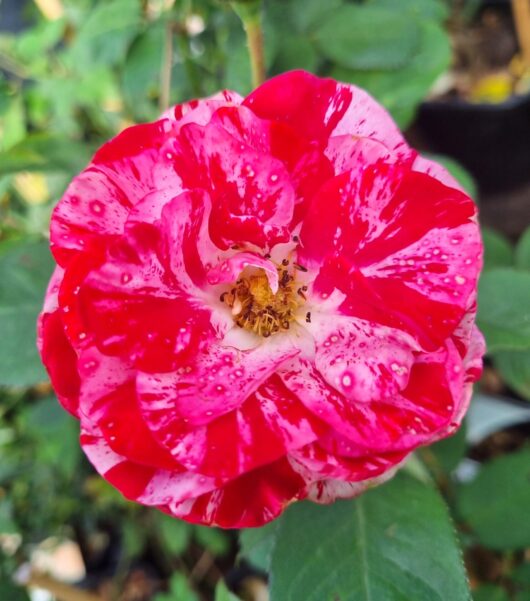 Rose 'Peppermint Twist'