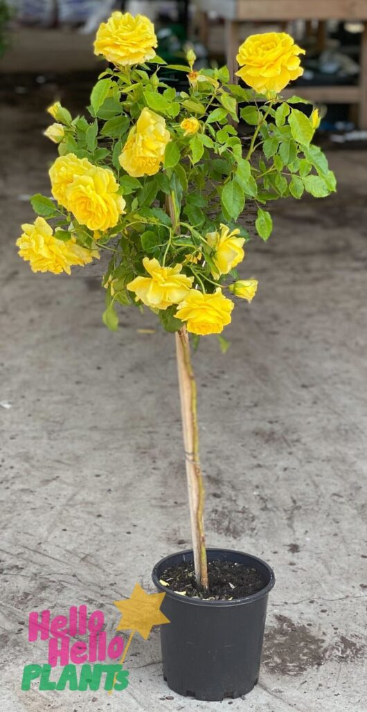 Rose 'Friesia' 3ft Standard