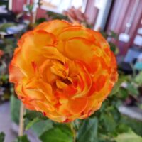 Rose 'Tequila Sunrise' Bush Form