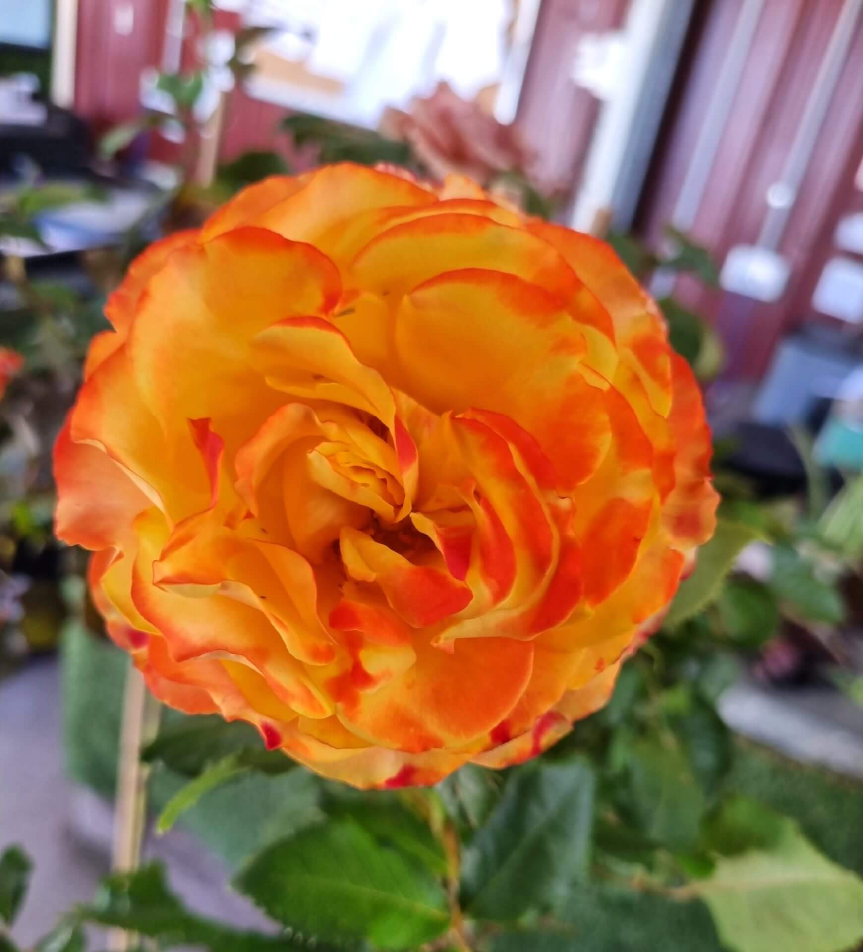 Rose 'Tequila Sunrise' Bush Form (Eco Grade) - Hello Hello Plants