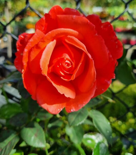 Rose 'Super Star' Bush Form Growers Flash Sale!