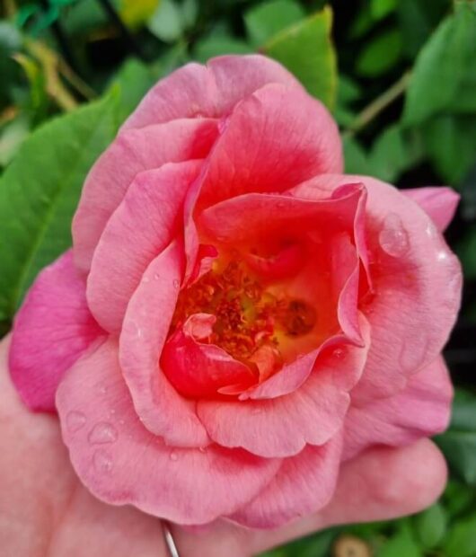 Hello Hello Plants Nursery melbourne Victoria Australia Rosa Lorraine Lee Climbing Rose