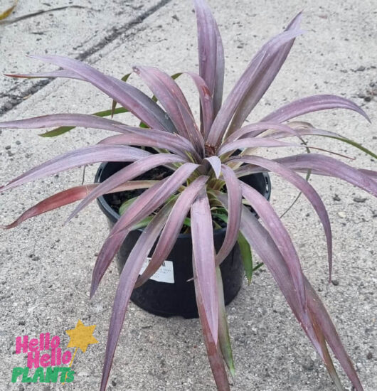 Yucca desmetiana 'Soft Leaf Yucca' 8" Pot