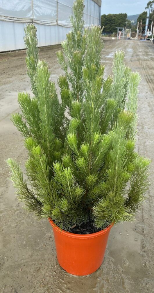 Adenanthos 'Woolly Bush' 10" Pot