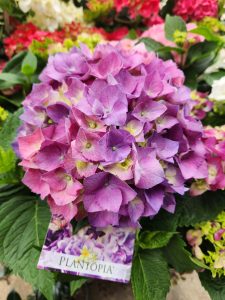 hydrangea macrophylla purple ball mop head hydrangea flower