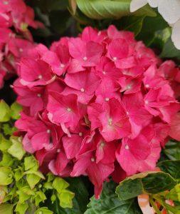 Hydrangea macrophylla Tea Time Red Ball