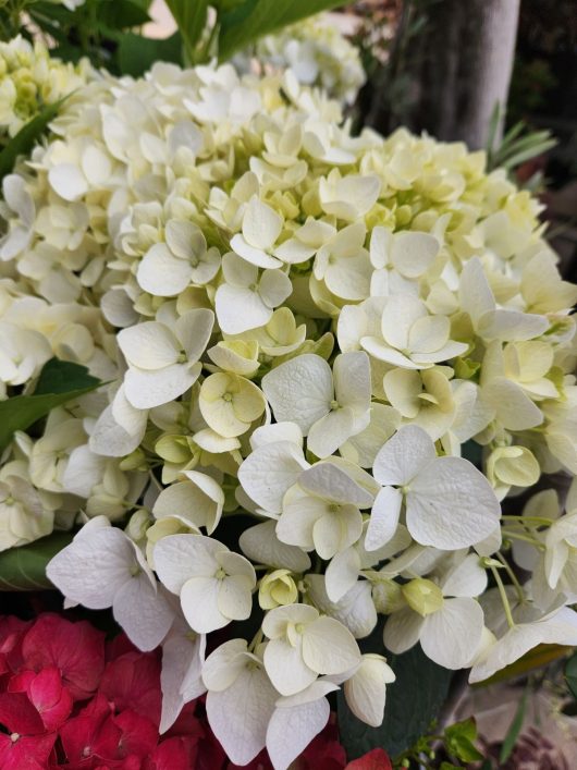 Hydrangea 'Tea Time™ White'