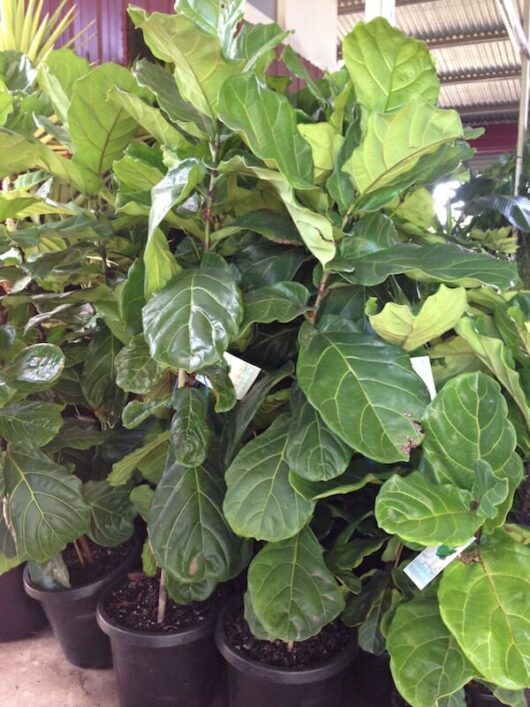 IN-STORE ONLY, Fiddle Leaf Fig 12" Pot *IN-STORE ONLY* at a greenhouse.
