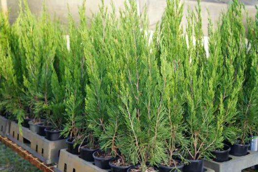 Several Juniperus 'Spartan' Conifer 6" Pots arranged closely together on display.