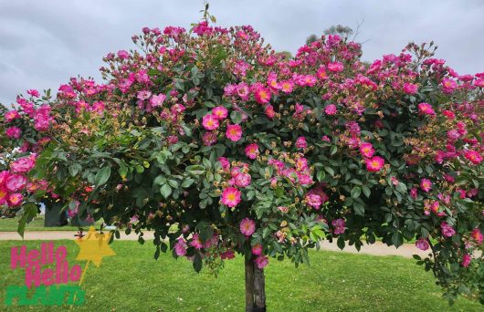 Lavender Dream Ground Cover Rose Weeping standard pink purple roses