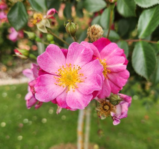 Lavender Dream Ground Cover Rose blooming in the garden. Open petalled purple pink roses with yellow stamens