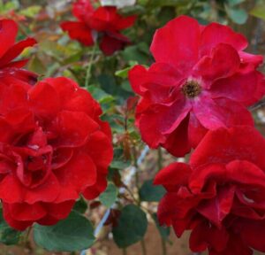 Three Rose 'Lili Marlene' 3ft Standard are blooming in a garden.