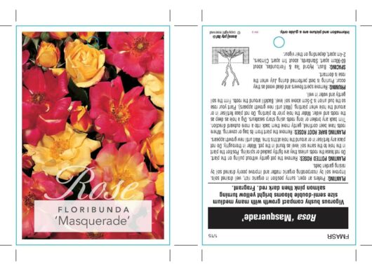 A packet of Rose 'Masquerade' seeds featuring vibrant images of the stunning floribunda rose variety in yellow, pink, and red. The back includes planting instructions to guide you in cultivating these exquisite blooms.