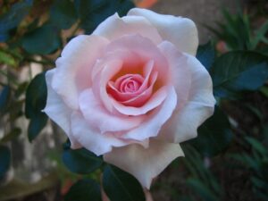 A delicate pink Rose 'Mothers Love' Bush Form in full bloom, surrounded by dark green leaves, against a soft-focus background.