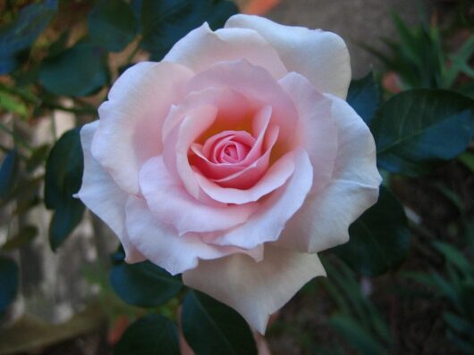 A delicate pink Rose 'Mothers Love' Bush Form in full bloom, surrounded by dark green leaves, against a soft-focus background.