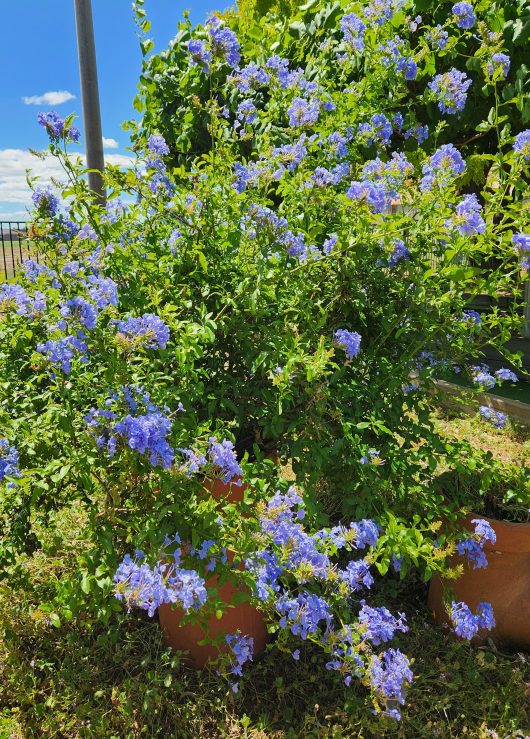 A bunch of Plumbago auriculata 'Cape Plumbago' flowers in royal cape