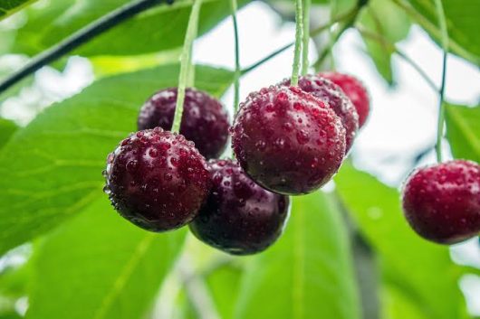 Prunus avium Stella Cherry Fruits hanging of it's tree branches with bright green leaves. Edible fruiting tree