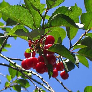 Prunus avium Stella Cherry Fruit hanging off it's tree branches with green leaves and the blue sky in the background