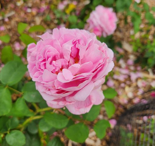 rosa david austin old english shrub rose mary's rose pink fluffy blooms
