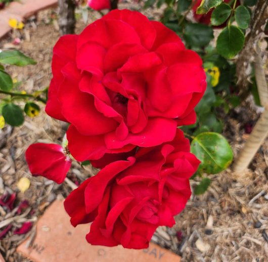 dublin bay climbing rose bright red