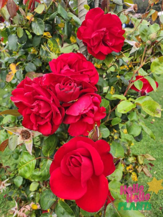 rosa dublin bay climbing roses bright red on a vine