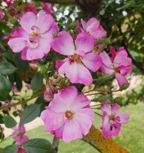 Lavender Dream Ground Cover Rose open petalled blooms light pink and purple with yellow centres