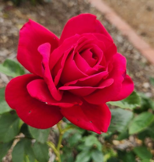 'The Australian Bicentennial' Rose bright red hybrid tea rose