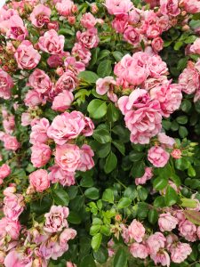 Rosa carpet rose appleblossom roses mass flowering pink ruffles carpet roses