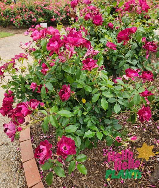 Rose 'Burgundy Iceberg' Bush Form are growing in a garden.