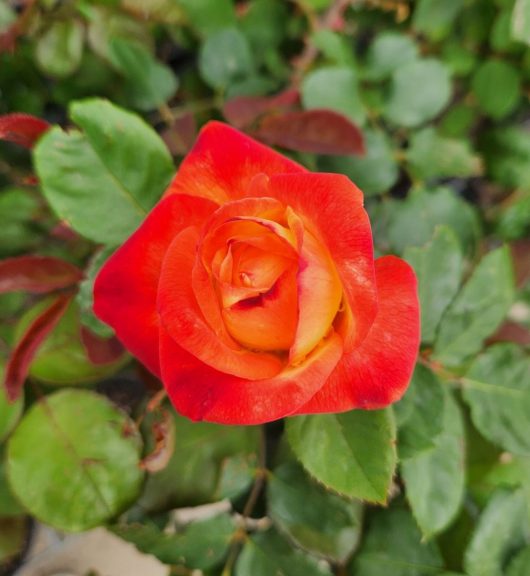Rosa floribunda Jubilee 150 Rose Flower multicoloured orange and red rose with green glossy leaves