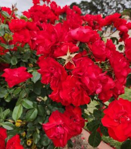 masses of red roses flowering rosa floribund la sevillana bright red petals