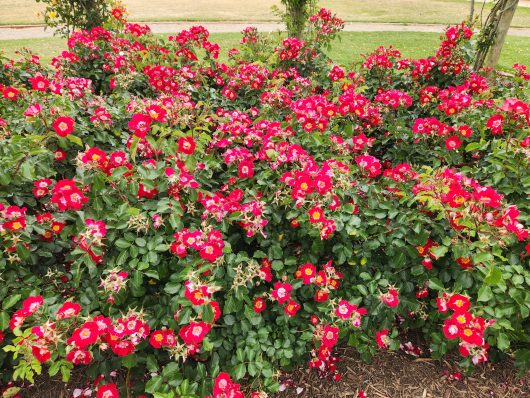 Rosa floribunda Light My Fire Red Roses with yellow centres. Masses of small bright roses flowering on a large bush