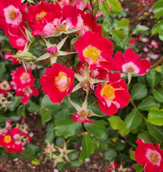 Rosa floribunda Light My Fire Red Roses with yellow centres