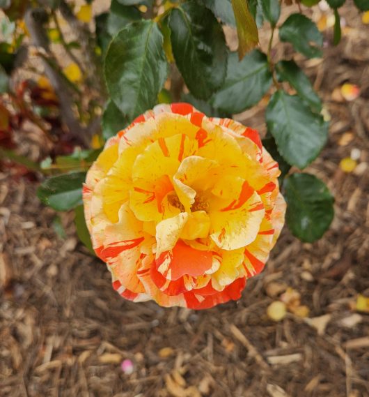 multicoloured orange and yellow rose flower floribunda rose oranges and lemons