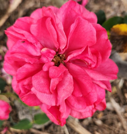 ARose 'Titian' Climber is growing in the ground.