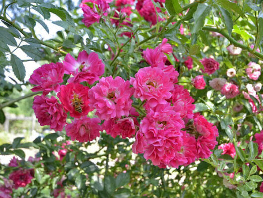 Pink Rose 'Excelsa' 6ft Weeper bushes.
