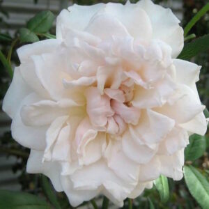 A Rose 'Dove' (David Austin) Bush Form with green leaves on it.