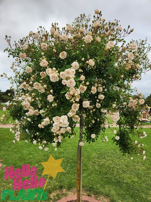 Rose 'Seafoam' 6ft Weeper
